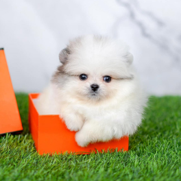 MO231 - Pomeranian White